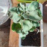 Solanum villosum Leht