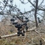 Phellodendron amurense Vrucht