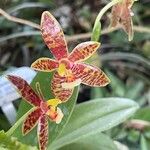 Phalaenopsis cornu-cervi Flower