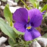 Viola dubyana Цвят