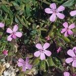 Saponaria ocymoides Flor