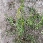 Solidago chilensis 葉