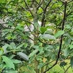 Magnolia insignis आदत