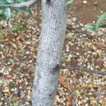 Ximenia caffra Bark