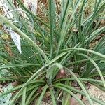 Hesperaloe parviflora Feuille