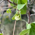 Macrotyloma axillare Flower