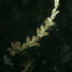 Prescottia stachyodes Hoja