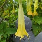 Brugmansia × candidaKvet