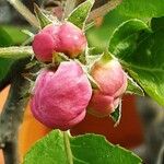 Malus domestica Квітка