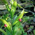 Ruscus hypophyllum Blatt