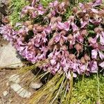 Saponaria pumila Flower