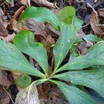 Helleborus lividus Leaf