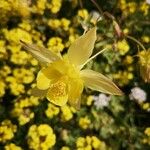 Aquilegia chrysantha Цветок