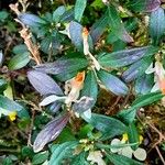 Polygaloides chamaebuxus Leaf