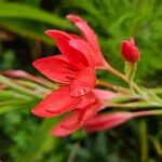 Hesperantha coccinea 花