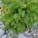 Artemisia chamaemelifolia Leaf