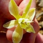 Narcissus triandrus Blomst