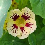 Tropaeolum minus Flor