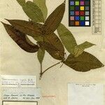 Tabernaemontana rupicola 葉