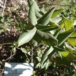 Protium heptaphyllum Leaf