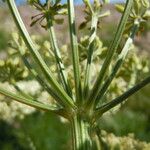 Ligusticum filicinum Flower