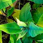 Lepechinia hastata Hoja