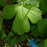 Geum × intermedium Hoja