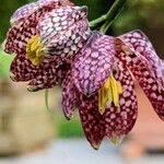 Fritillaria meleagris Kvet