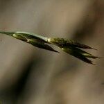 Kengia serotina その他の提案