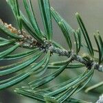 Pinus quadrifolia Листок