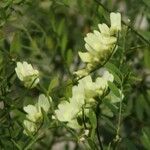 Vicia ochroleuca Flor