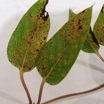 Paederia foetida Leaf