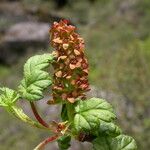 Ribes luridum Habitatea