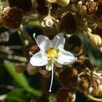 Cossinia pinnata Fleur