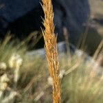 Cinnagrostis recta Flower