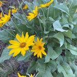 Wyethia sagittata Kvet