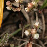 Radiola linoides Vivejo