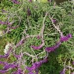 Salvia leucantha Habit