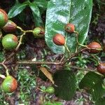 Virola sebifera Fruit