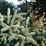 Picea crassifolia Folha