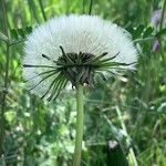 Taraxacum rubicundum Mbuma