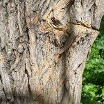 Maclura pomifera 樹皮