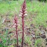 Orobanche amethystea Habit