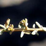 Traganum moquinii Otro