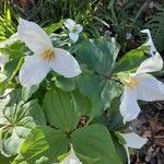 Trillium ovatum पत्ता