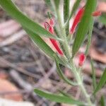 Adenanthos barbigerus Flower