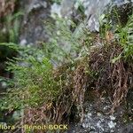 Asplenium x alternifolium その他の提案
