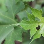 Montanoa hibiscifolia Frunză