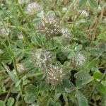 Trifolium cherleri Levél