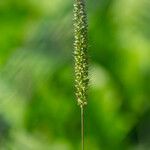 Setaria verticillata Frucht